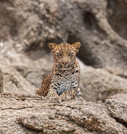 Jawai